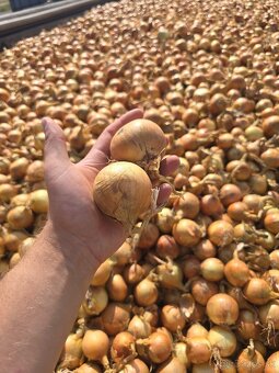 Zemiaky 0,49€-kg, cibuľa 0,85€ - 3