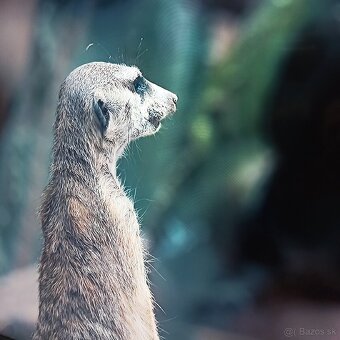 Samsung 4k led lcd tv 50 (127cm) smart - 3