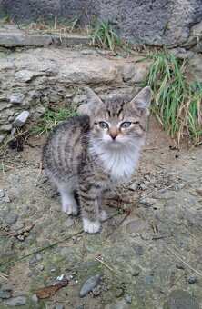 Darujem mačiatka - 3