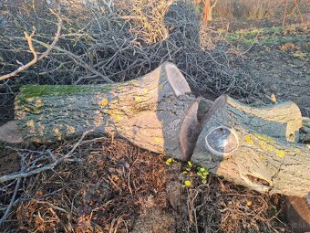 Predám kmeň z orecha - 3