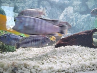 Akváriové ryby - 3