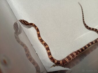 Uzovka červená - 3