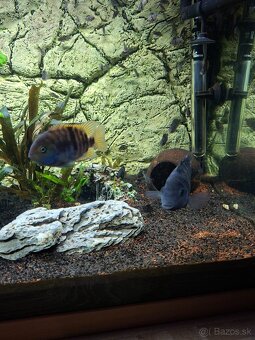 Kancik pričnopruhy - 3