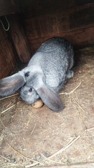 Predám chovné samice - 3