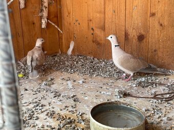 Predám hrdličky – zdravé a krásne - 3