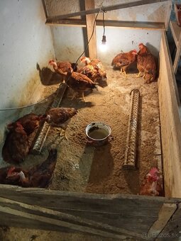 Predám mladých kohútov - 3