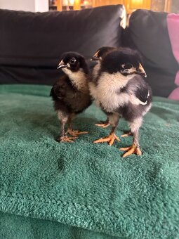 Čistokrvné kuriatka marans, rodajlendka, oravka - 3