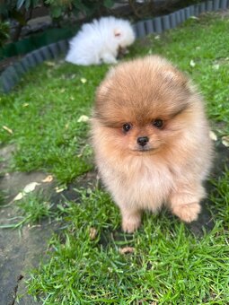 Pomeranian s pp FCI - 3