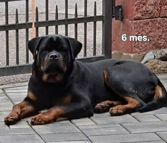 Rotvajler, rottweiler - 3