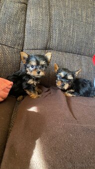 Yorkshirsky terier mini, york - 3