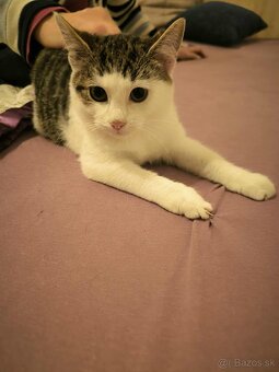 Mačiatka do dobrých rúk - 3