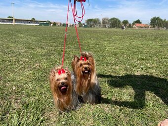 Yorkshirsky teriér s rodokmeňom - 3