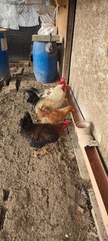 Predám mladých kohutau - 3