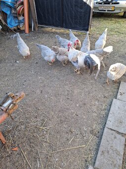 NV brakelky,vlašky,black star - 3