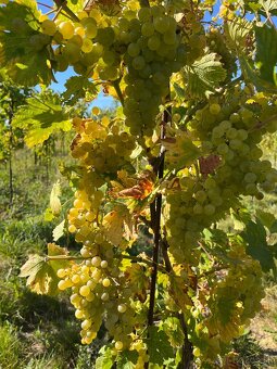 Prenájom vinohradu – Štefanová - 3