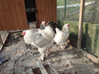 Nasadove vajíčka Brahmanky - 3