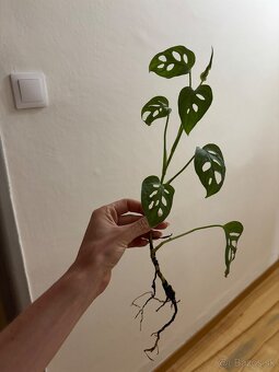 Monstera adansonii - 3