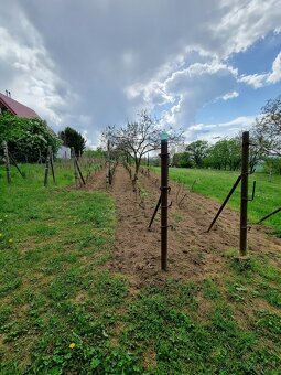 Na predaj vinohrad v meste Skalica - lokalita Žobráky - 3