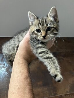 Mačiatka - 3