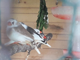 predám pekné andulky a zebričky - 3