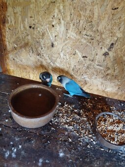 AGAPORNIS ŠKRABOŠKOVY A FISCHER - 3