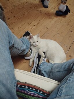PREDAM KOCURIKA ROZUMNEHO..LEN SLUSNEMU CLOVEKU - 3