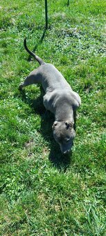 Americky pitbullterier - 3