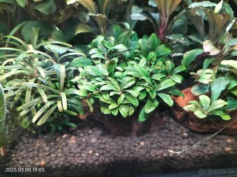 Akvariova rastlina Bucephalandra sp. Kualakuayan 1 - 3