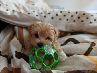 Maltipoo - 3