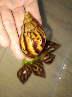 Africký slimák Lissachatina reticulata klasik malé - 3