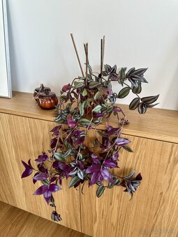 Predám izbové rastliny Tradescantia zebrina - 3
