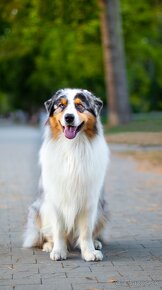 Australsky ovciak - Krytie, PP - 3