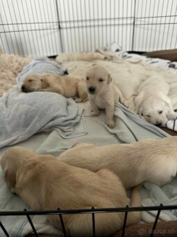 Predaj / Rezervácia šteniatok Zlatého retrievera - 3