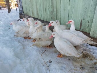 Pižmove kačice - 3