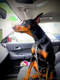 Príjmem predbežné rezervácie - Doberman - 3