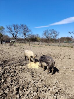 mangalica - 3