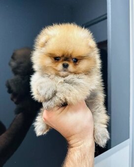 Pomeranian mini Boo - 3