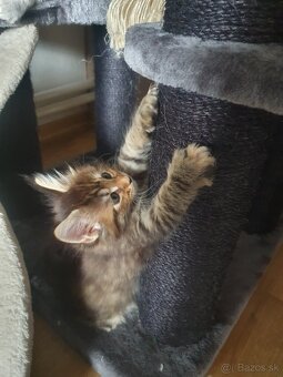 MAINE COON - 3