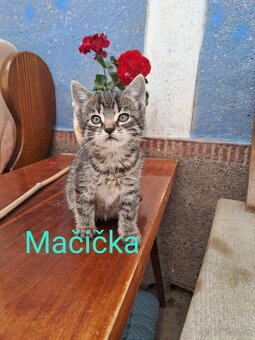 Darujem mačiatka - 3