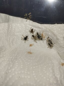 Neoholothele fasciaaurinigra - 3