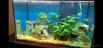 Komplet akvárium - Tetra 50L - 3