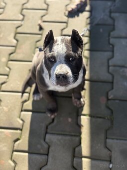 Americký stafford - 3