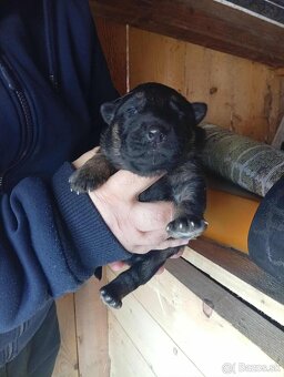 Rezervacia na šteniatka - 3