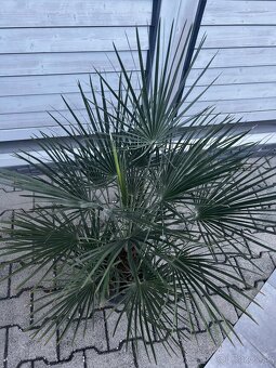 Palma chamaerops humilis - 3