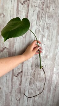 Monstera deliciosa 3ks odrezkov - 3