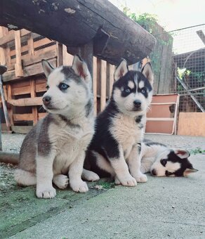 Sibirsky husky - 3