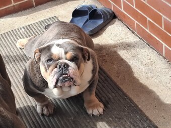 Anglicky buldog - 3