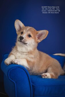 Welsh corgi pembroke - 3