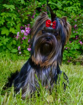 Jorkšírský teriér / Yorkshire Terrier / York / Jork - 3