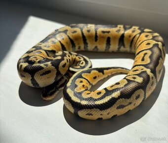 Python Regius/Pytón Kráľovský/Krajta Královská - 3